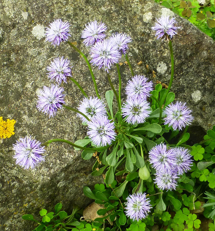 Globularia meridionalis 2